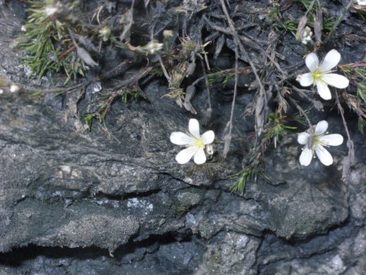 Caryophyllacea da determinare